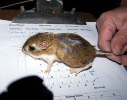 Stephen’s Kangaroo Rat in Captivity